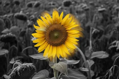 Illustration revolves - Image 1