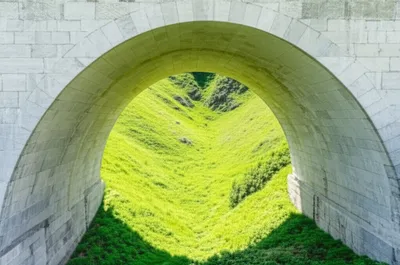 Illustration fornix - Image 1