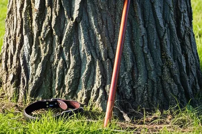 Illustration dog - Image 1