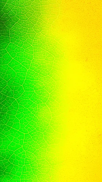 Illustration yellows - Image 1