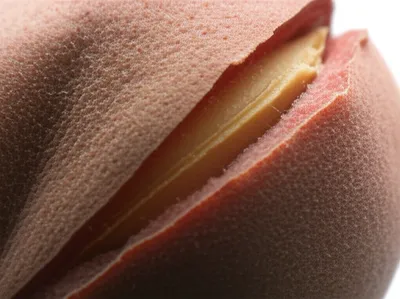 Illustration endocarp - Image 1