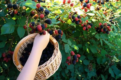 Illustration blackberry - Image 1