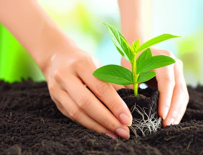 Illustration savings - Image 1