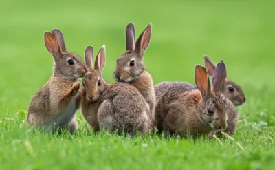 Illustration connies - Image 1