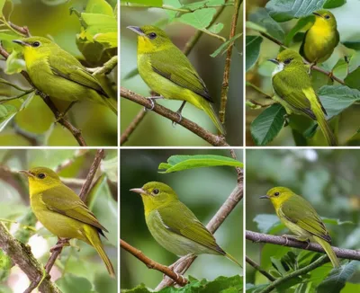 Illustration greenfinch