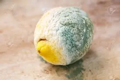 Illustration putrid - Image 2