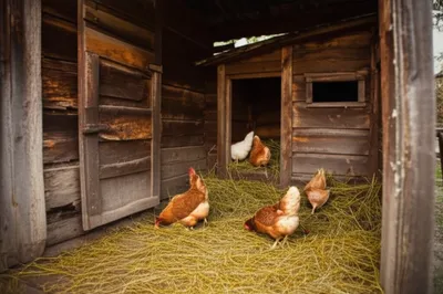 Illustration cribs - Image 1