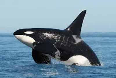 Illustration surface - Image 4