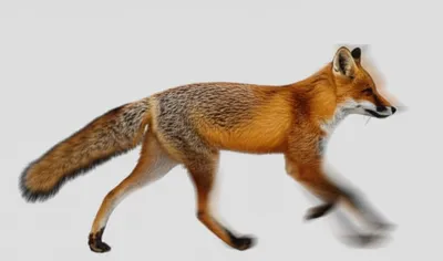 Illustration foxtrot - Image 1