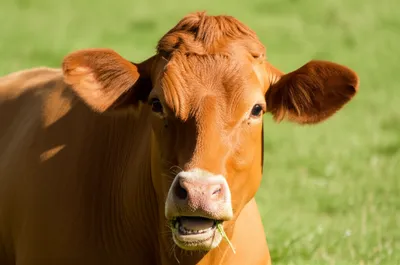 Illustration ruminant - Image 1