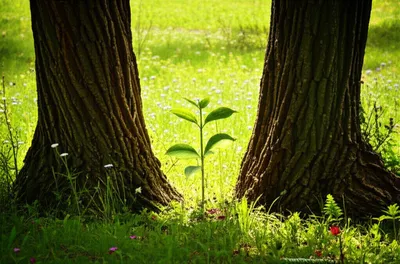 Illustration illegitimate