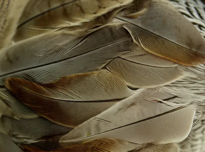Illustration feather - Image 1