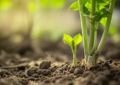 Illustration tiller - Image 1