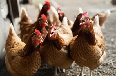 Illustration clack - Image 1