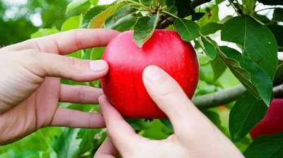 Illustration forestall - Image 1