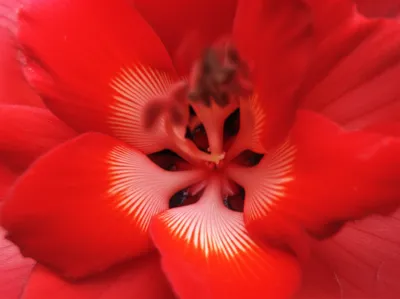 Hình ảnh minh họa gees - Ảnh 1