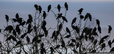 Illustration murders - Image 1