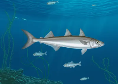 Illustration bib - Image 1