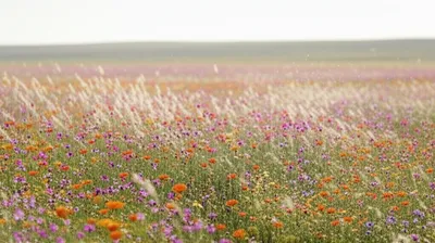 Illustration spreads - Image 1