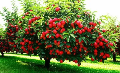 Illustration optimum - Image 1