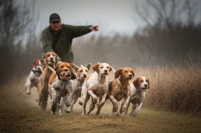 Illustration halloo - Image 1