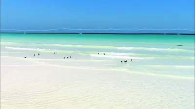 Illustration shoal - Image 1