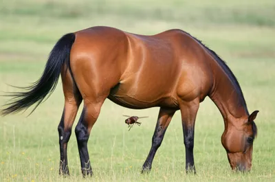 Illustration gadfly - Image 1