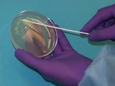 Illustration plate - Image 3