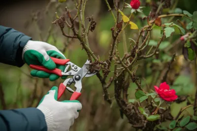 Illustration purge - Image 1