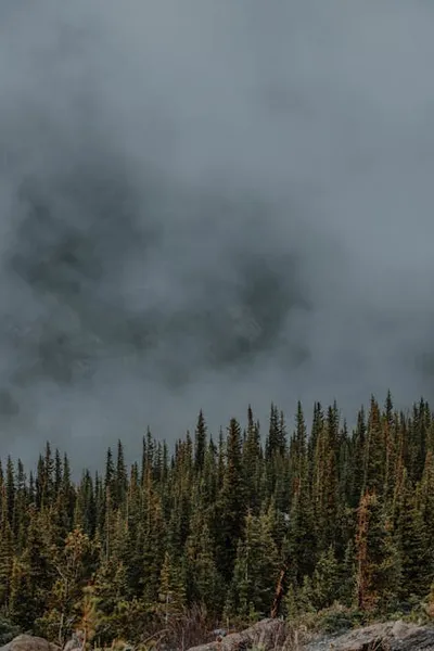 Illustration denser - Image 2