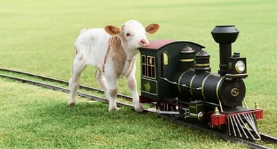 Illustration calf - Image 1