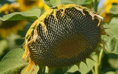 Illustration stoops - Image 1