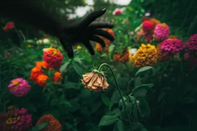 Illustration poisoning - Image 1