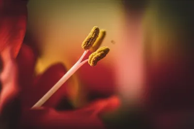 Illustration filament - Image 1