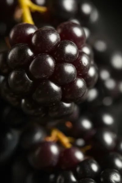 Illustration mulberry - Image 1