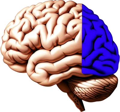 Illustration lobe - Image 1