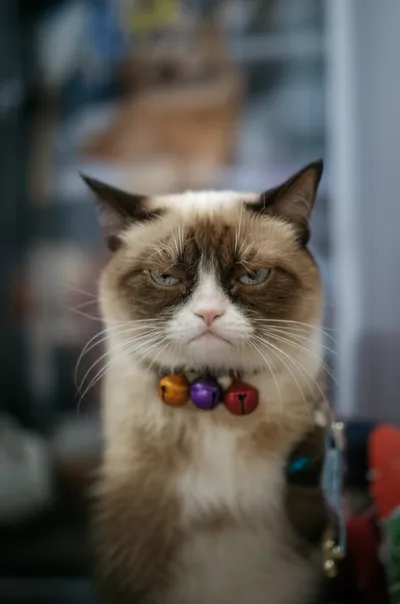 Illustration chime - Image 1