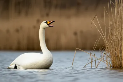 Illustration elk - Image 1