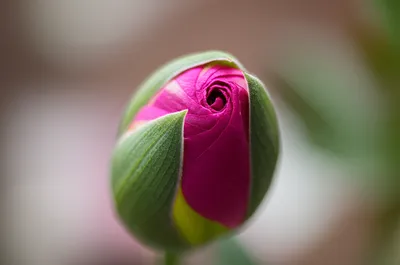 Illustration unfolding - Image 1