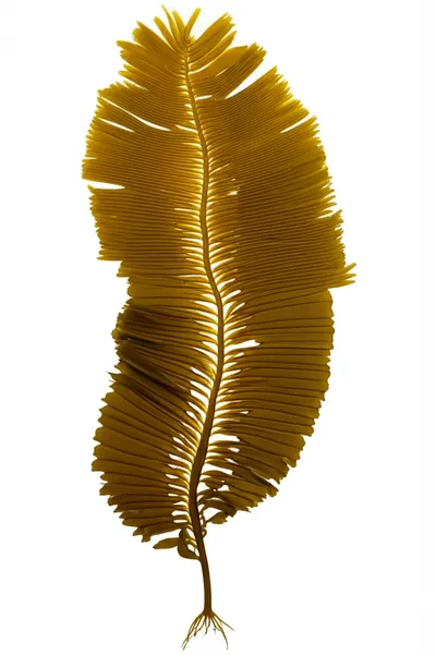 Illustration tangle - Image 1