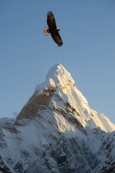 Illustration chief - Image 1