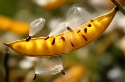 Illustration dehiscing