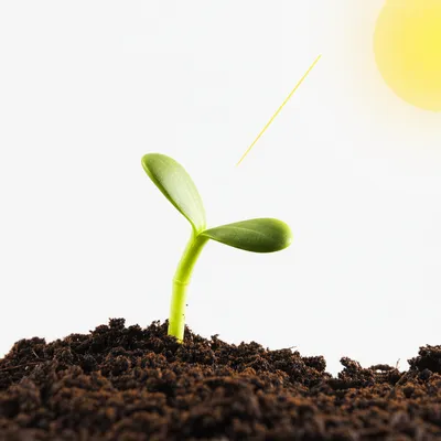 Illustration essentials