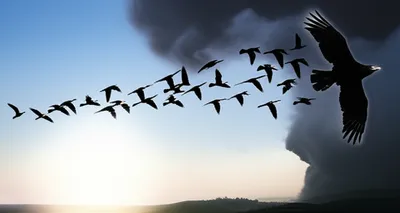 Illustration hijacked - Image 1