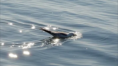 Illustration shave - Image 1