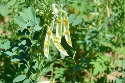 Illustration lentils