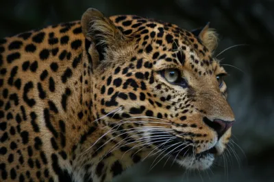 Illustration rosettes - Image 1