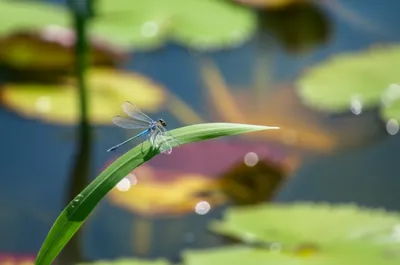Illustration damselfly