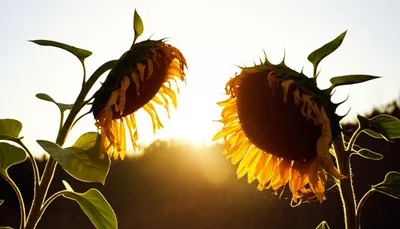 Illustration unrequited