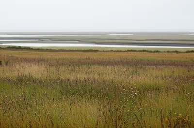 Illustration meadows - Image 1